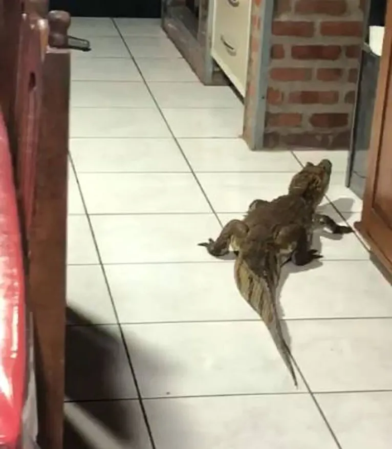 Mulher encontra jacaré na cozinha de casa e pensa ser um boneco