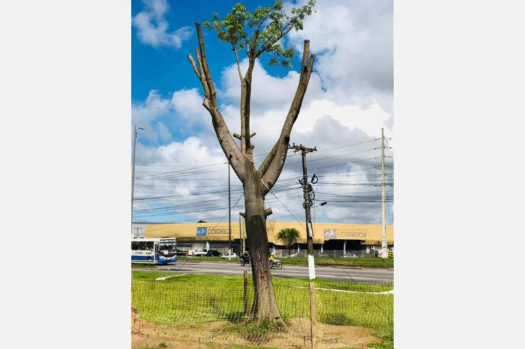 Samaumeiras transplantadas na BR-316 dão primeiros sinais de sobrevivência em meio a urbanização