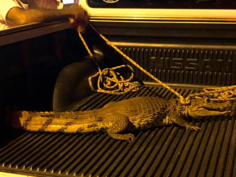 Mulher encontra jacaré na cozinha de casa e pensa ser um boneco