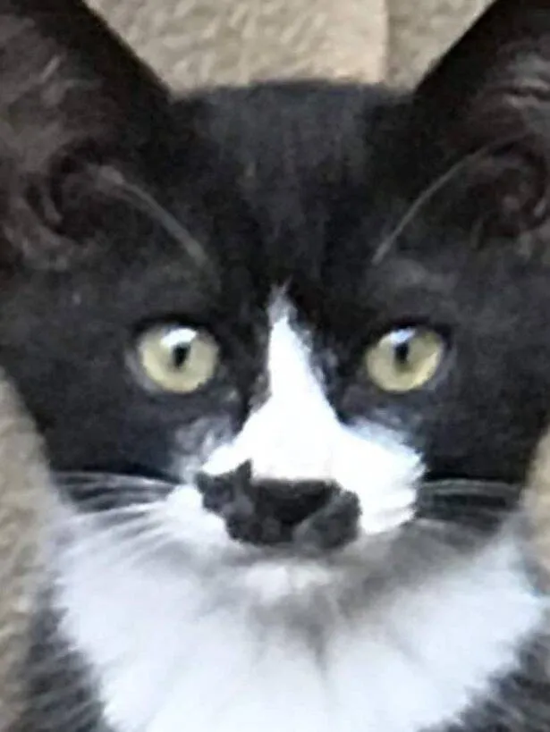 Gato com pinta de "gatinho" no nariz faz sucesso na web; veja!