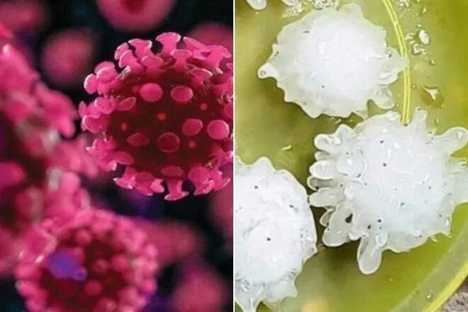 Chuva de granizo em formato de coronavírus assusta moradores. Veja! 