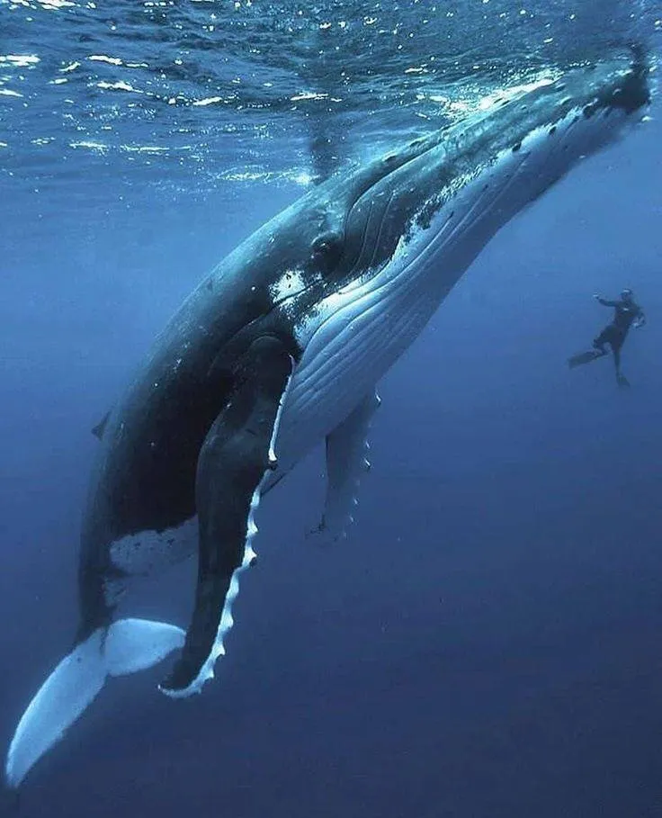 Vídeo: Baleia de 40 toneladas impressiona ao saltar para fora da água