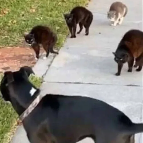 Cão é atacado por "gangue" de gatos em briga por território