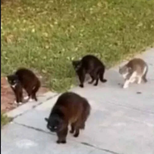 Cão é atacado por "gangue" de gatos em briga por território
