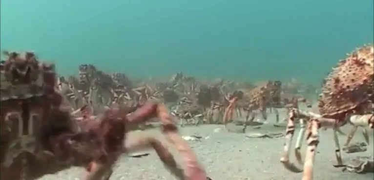 "Caranguejos gigantes" estão dominando a costa da Austrália