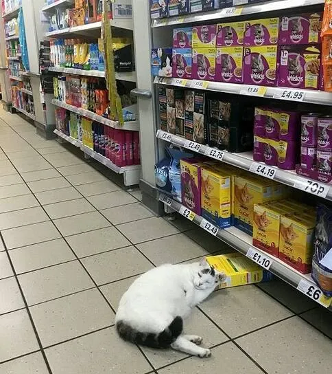 Gato invade supermercado para roubar ração é flagrado dormindo na cena do crime