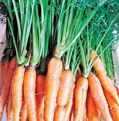 Produção se dá sobretudo pelo método da compostagem e o uso de defensivos naturais 