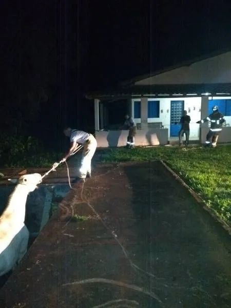 Égua é resgatada após cair em piscina. Veja! 