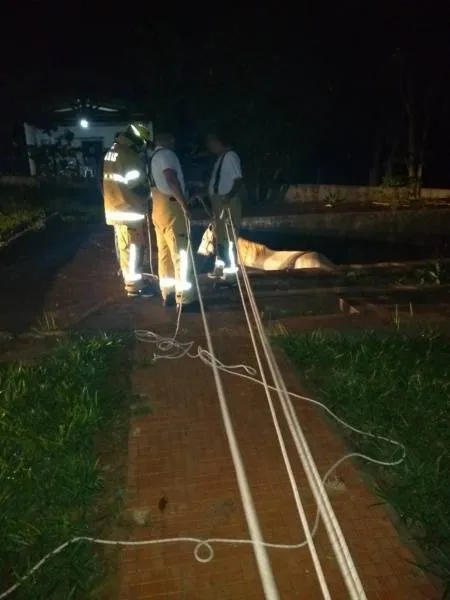 Égua é resgatada após cair em piscina. Veja! 