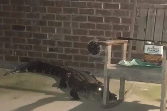 Mulher "quase pisa" em jacaré ao sair de casa. Veja! 