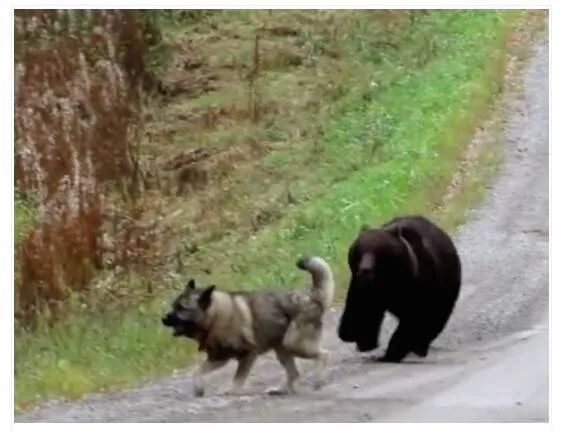 Cão sai para fazer xixi na floresta e volta brincando com urso; veja!