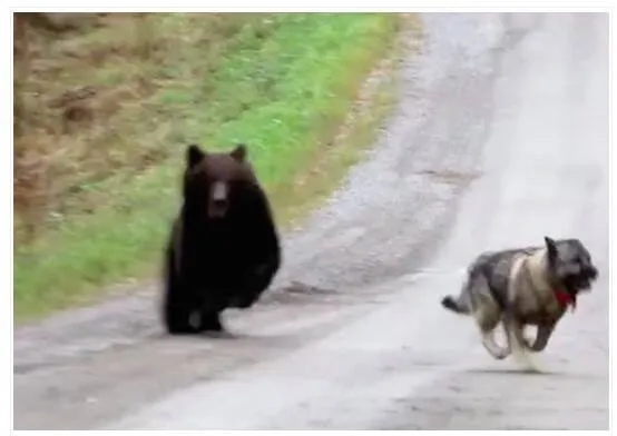 Cão sai para fazer xixi na floresta e volta brincando com urso; veja!