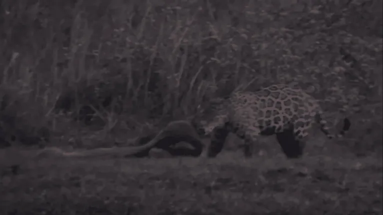 Vídeo: onça-pintada luta contra sucuri gigante