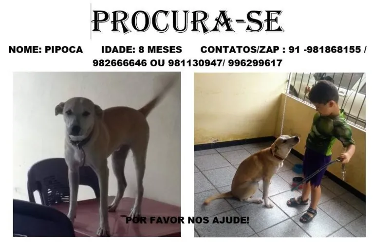 Família espalhou cartazes e está disposta a recompensar quem encontrar o pequeno cãozinho.