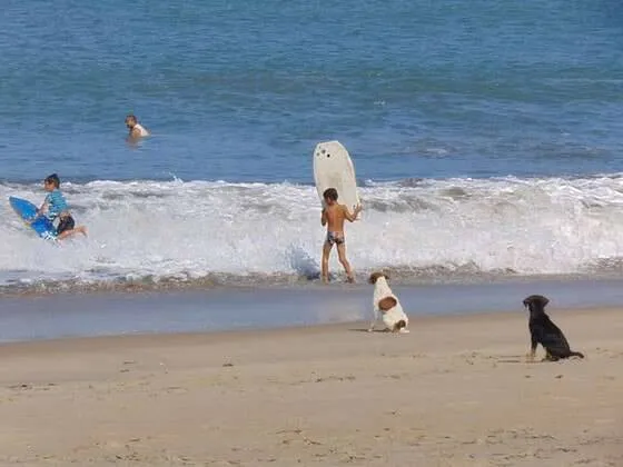 Cão é flagrado pegando onda em plena quarentena