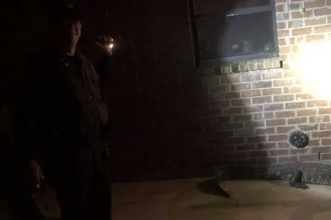 Mulher "quase pisa" em jacaré ao sair de casa. Veja! 