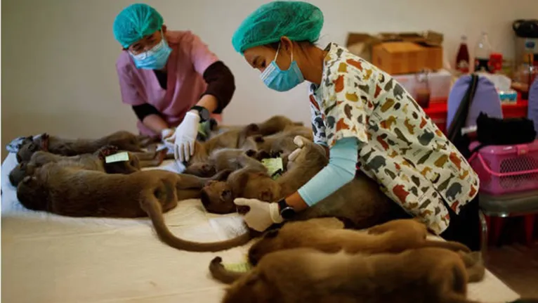 Macacos que provocaram 'guerra' em templo são castrados