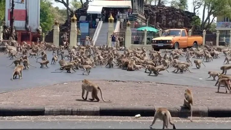 Macacos que provocaram 'guerra' em templo são castrados