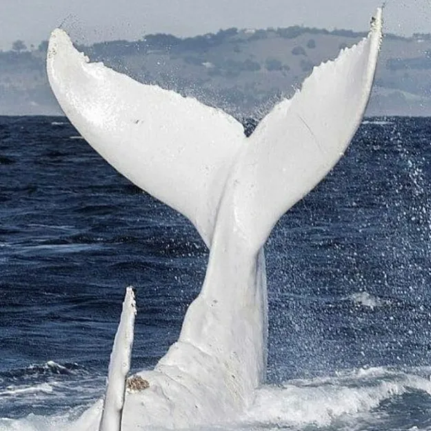 Baleia albina é avistada na costa da Austrália e surpreende pela beleza, veja!