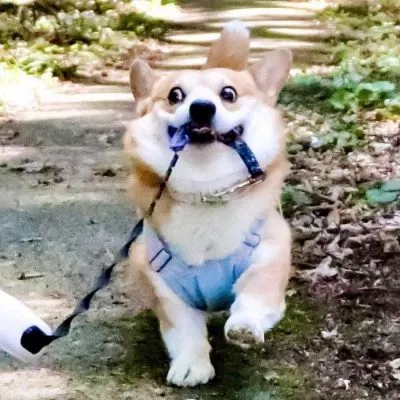 Cão ganha fama após ensaio fotográfico hilário viralizar