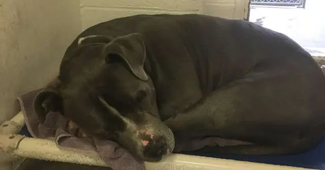 Cão triste que chorava após ser abandonado finalmente é adotado 