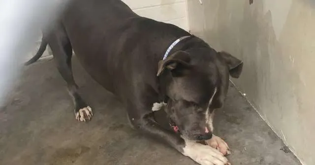 Cão triste que chorava após ser abandonado finalmente é adotado 