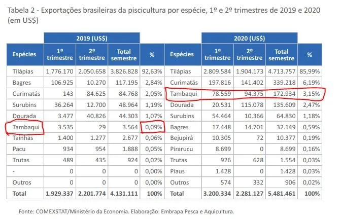 Tambaqui é o terceiro peixe mais exportado do Brasil