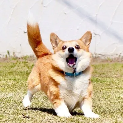 Cão ganha fama após ensaio fotográfico hilário viralizar