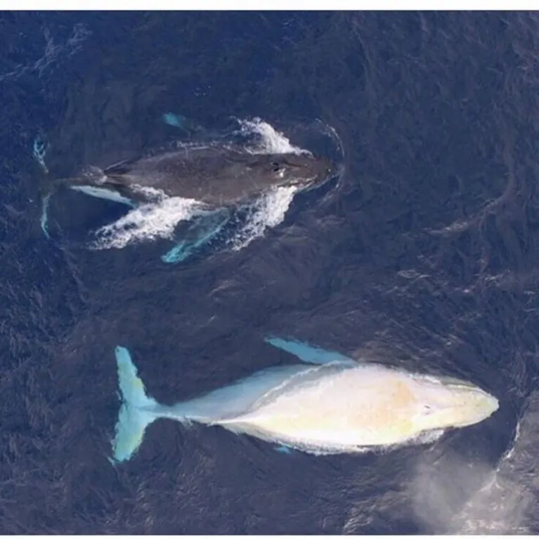 Baleia albina é avistada na costa da Austrália e surpreende pela beleza, veja!