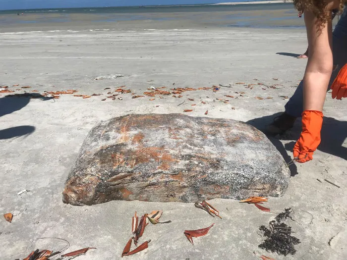 Fardo encontrado em praia de Ipojuca foi levado para análise 