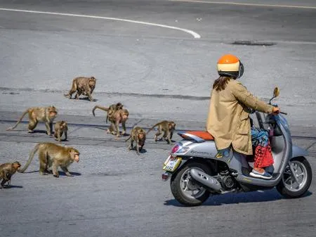 Macacos que provocaram 'guerra' em templo são castrados