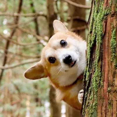 Cão ganha fama após ensaio fotográfico hilário viralizar