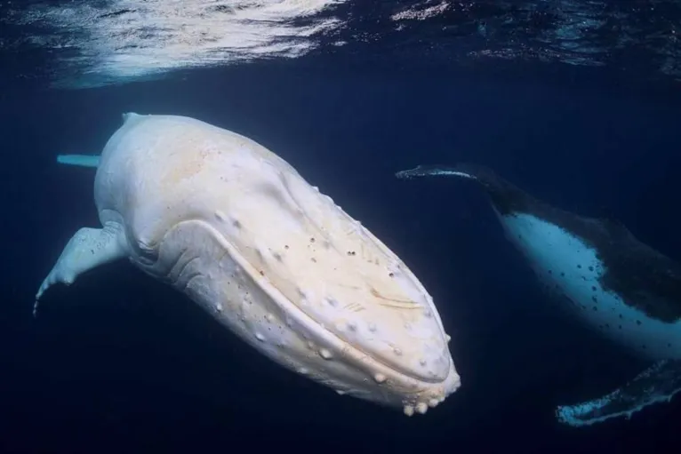 Baleia albina é avistada na costa da Austrália e surpreende pela beleza, veja!