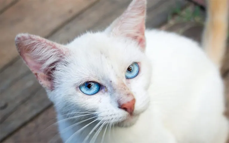 Você tem um gato? Saiba o que significa a cor de cada animal