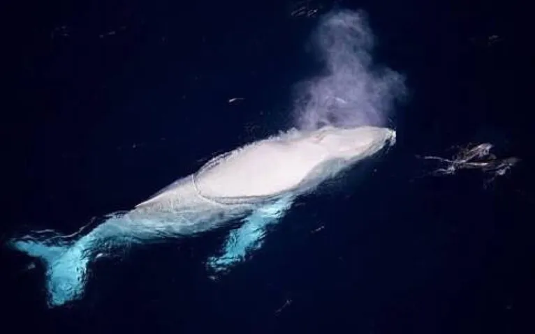 Baleia albina é avistada na costa da Austrália e surpreende pela beleza, veja!