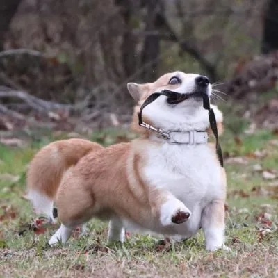 Cão ganha fama após ensaio fotográfico hilário viralizar