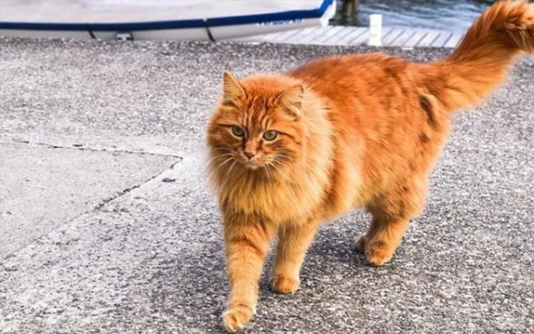 Você tem um gato? Saiba o que significa a cor de cada animal