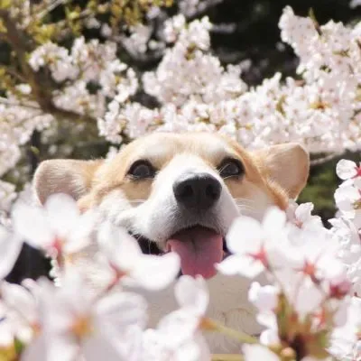 Cão ganha fama após ensaio fotográfico hilário viralizar