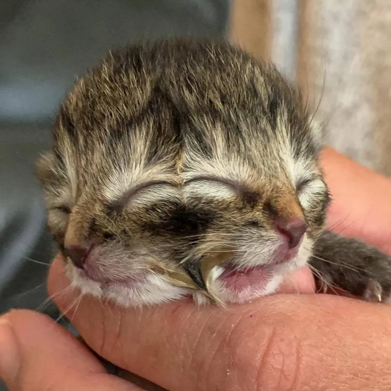 Filhote de gato nasce com dois rostos. Veja!