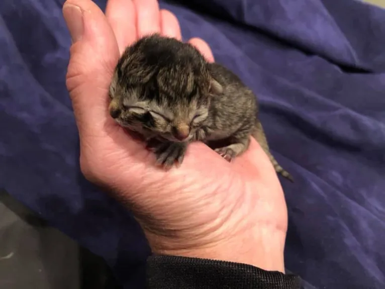 Filhote de gato nasce com dois rostos. Veja!