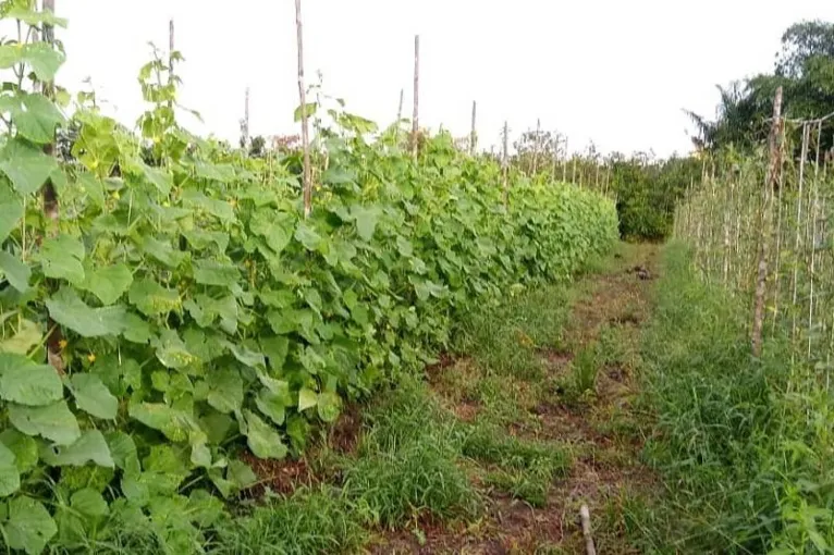 Plantio de açaí pode garantir mais de 100% de lucro para agricultores paraenses