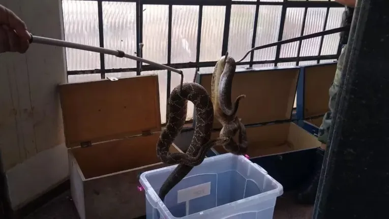 Polícia ambiental recolhe mais de 150 cobras encontradas em residência 