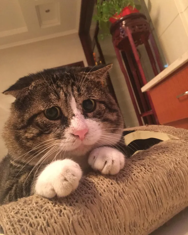 Gatinho tem reações dramáticas e vira sensação nas redes sociais