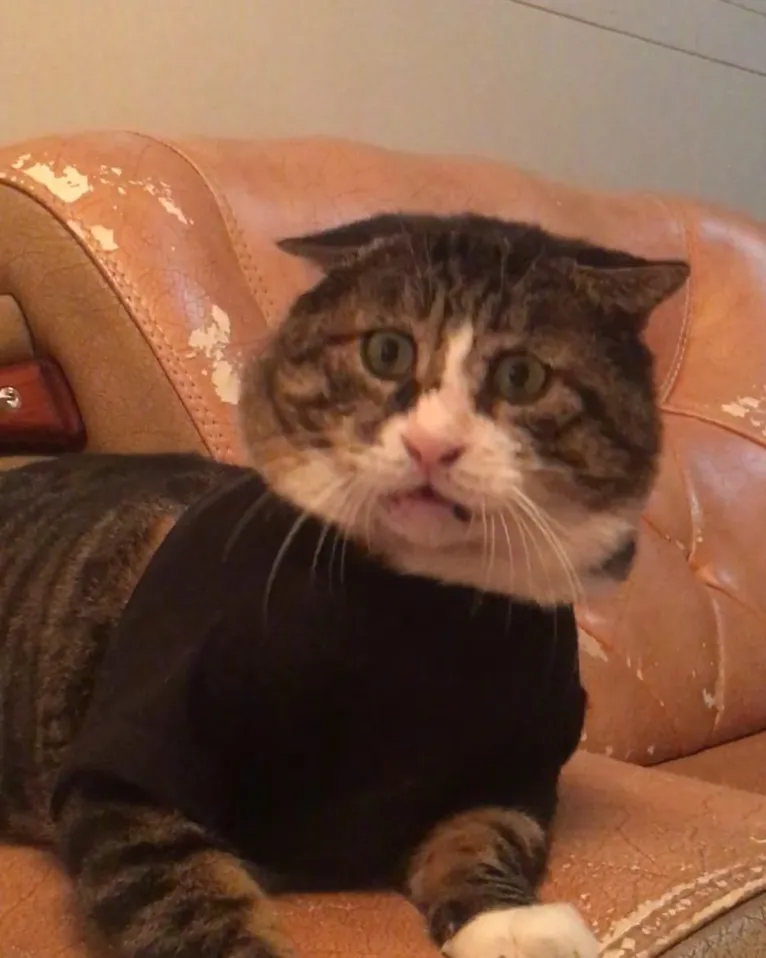 Gatinho tem reações dramáticas e vira sensação nas redes sociais