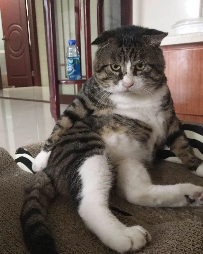 Gatinho tem reações dramáticas e vira sensação nas redes sociais