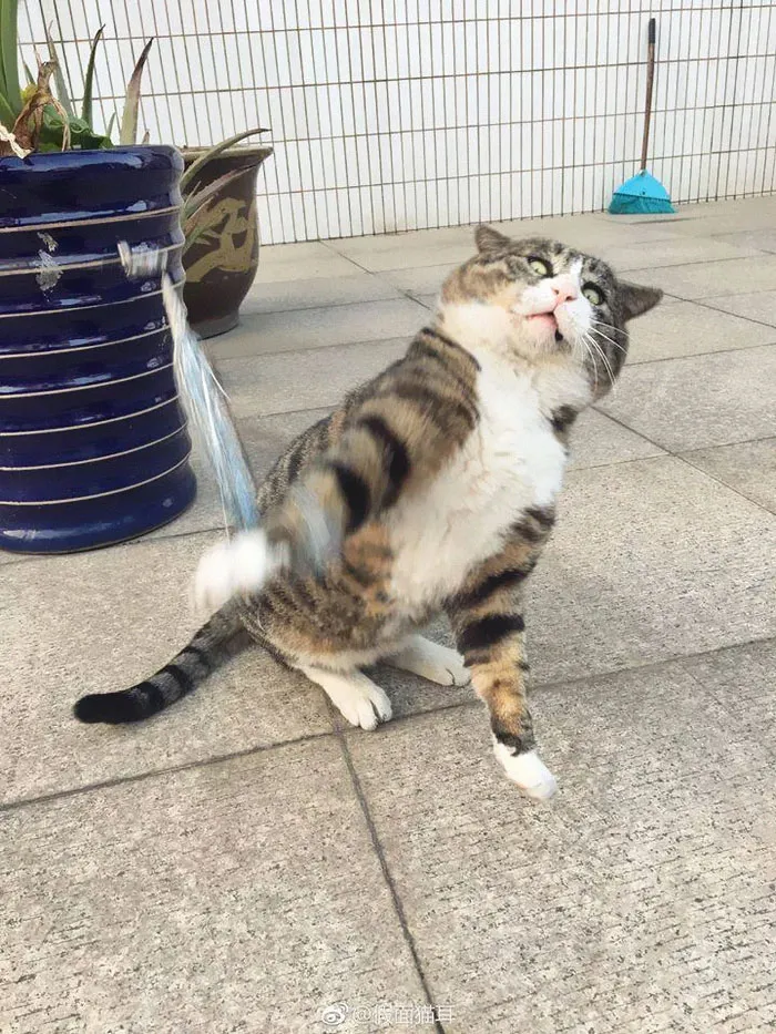 Gatinho tem reações dramáticas e vira sensação nas redes sociais