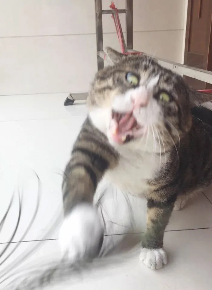 Gatinho tem reações dramáticas e vira sensação nas redes sociais