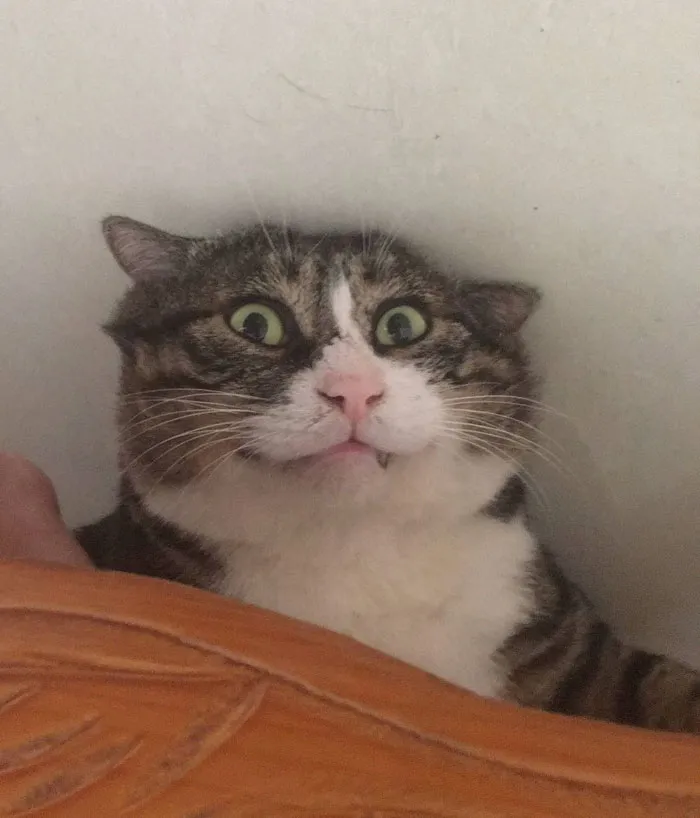 Gatinho tem reações dramáticas e vira sensação nas redes sociais