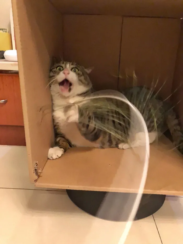 Gatinho tem reações dramáticas e vira sensação nas redes sociais