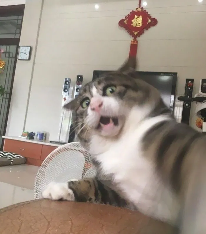 Gatinho tem reações dramáticas e vira sensação nas redes sociais